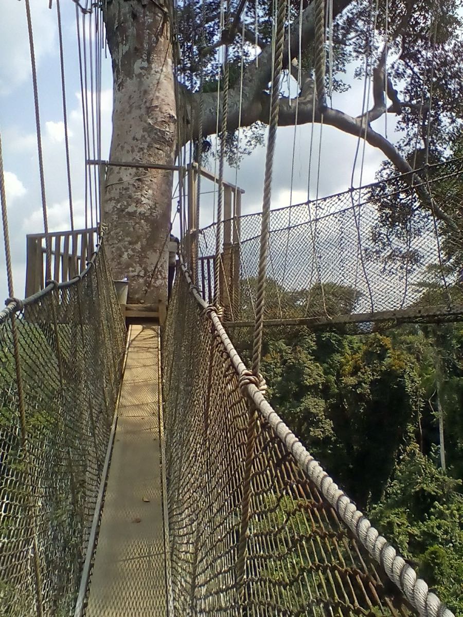 Canopy walkway, Kakum National Park