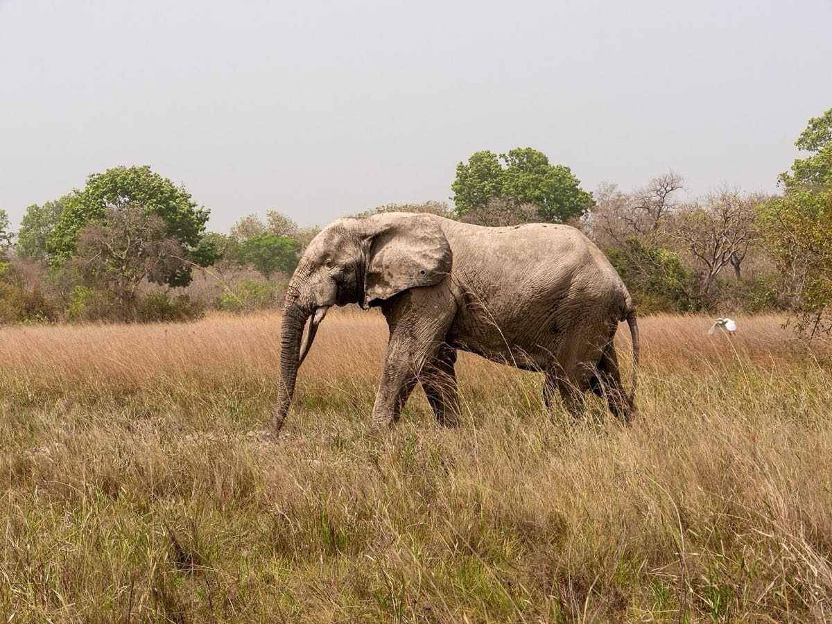 Safari in Mole National Park